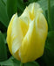 Tulip Fosteriana Sweetheart BULBS - Caribbean garden seed