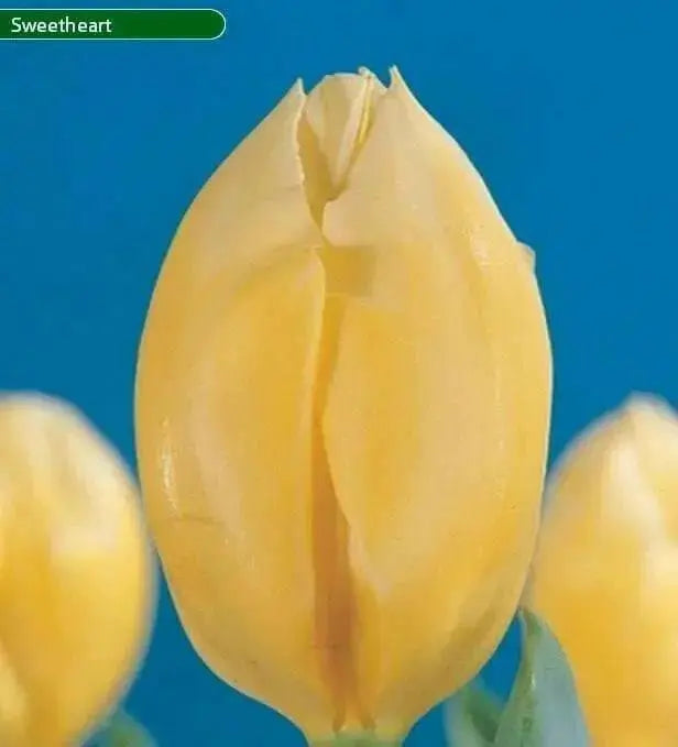 Tulip Fosteriana Sweetheart BULBS - Caribbean garden seed