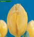 Tulip Fosteriana Sweetheart BULBS - Caribbean garden seed