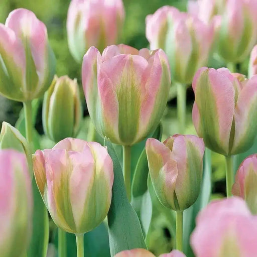 TULIP GREENLAND" Fall Planting Bulbs Shipping now! - Caribbean garden seed