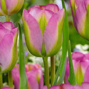TULIP GREENLAND" Fall Planting Bulbs Shipping now! - Caribbean garden seed