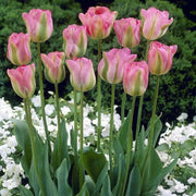 TULIP GREENLAND" Fall Planting Bulbs Shipping now! - Caribbean garden seed