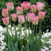 TULIP GREENLAND" Fall Planting Bulbs Shipping now! - Caribbean garden seed