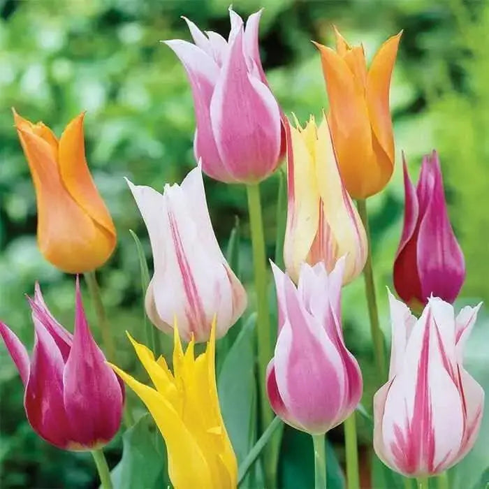 tulip lily flowering mixed, BULBS, NOW SHIPPING - Caribbean garden seed