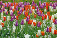 tulip lily flowering mixed, BULBS, NOW SHIPPING - Caribbean garden seed