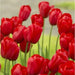 Tulip OSCAR ,FALL PLANTING BULBS - Caribbean garden seed