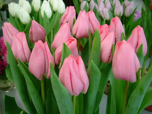 Tulip Lastergame ( Bulbs) Early Blooming,12/+cm, - Caribbean garden seed