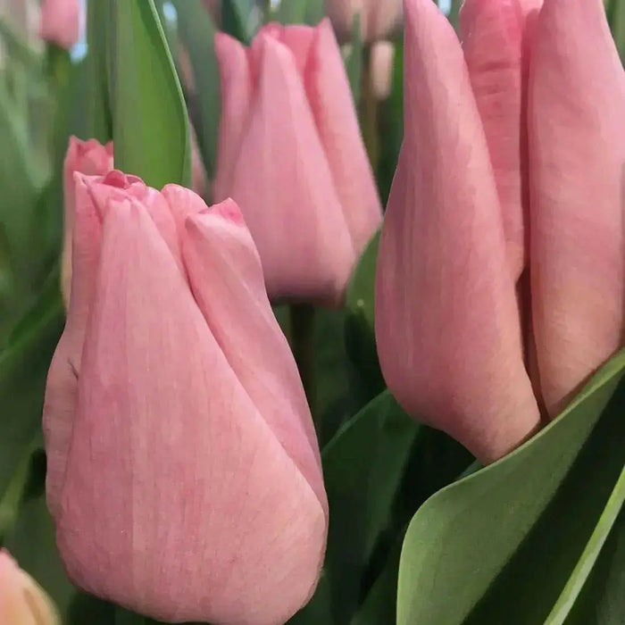 Tulip Lastergame ( Bulbs) Early Blooming,12/+cm, - Caribbean garden seed