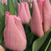 Tulip Lastergame ( Bulbs) Early Blooming,12/+cm, - Caribbean garden seed