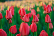 Tulip Jumbo Cherry ,12cm+ tulip bulbs, Great for Bouquets - Caribbean garden seed