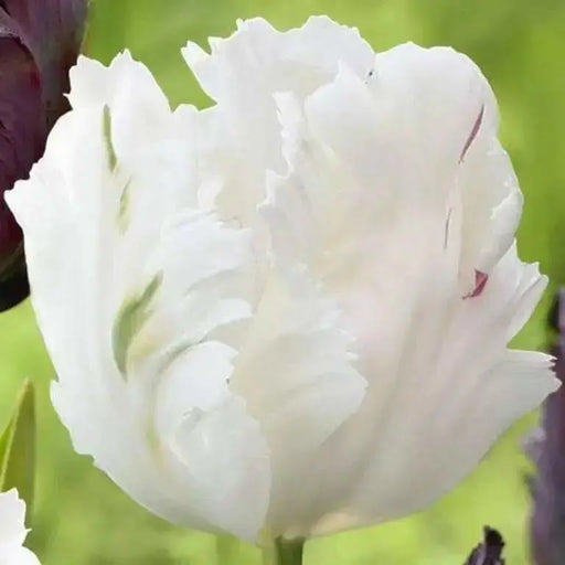 Tulip Parrot, White Parrot ( Bulbs),12/+cm, Big Blooms - Caribbean garden seed