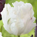 Tulip Parrot, White Parrot ( Bulbs),12/+cm, Big Blooms - Caribbean garden seed
