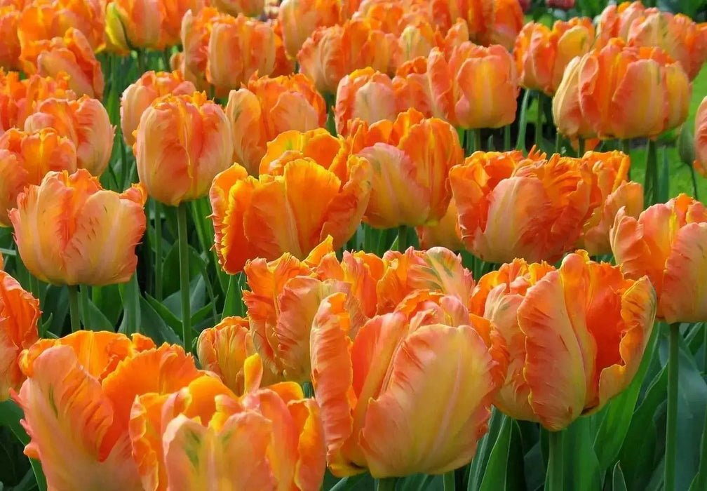 Tulip ORANGE  Parrot ,Fall Planting Bulbs - Caribbean garden seed