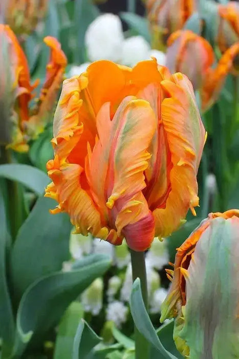 Tulip ORANGE  Parrot ,Fall Planting Bulbs - Caribbean garden seed