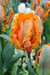 Tulip ORANGE  Parrot ,Fall Planting Bulbs - Caribbean garden seed