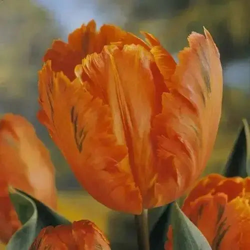 Tulip ORANGE  Parrot ,Fall Planting Bulbs - Caribbean garden seed