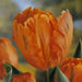 Tulip ORANGE  Parrot ,Fall Planting Bulbs - Caribbean garden seed