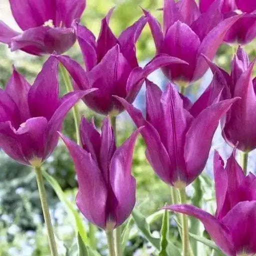 Tulip Lily Flowering Purple Dream (Bulbs)12/+cm Bloom Late Spring, - Caribbean garden seed