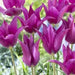 Tulip Lily Flowering Purple Dream (Bulbs)12/+cm Bloom Late Spring, - Caribbean garden seed