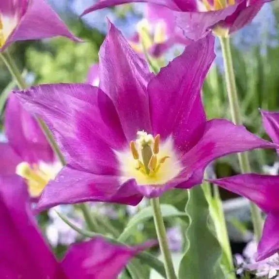 Tulip Lily Flowering Purple Dream (Bulbs)12/+cm Bloom Late Spring, - Caribbean garden seed