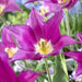 Tulip Lily Flowering Purple Dream (Bulbs)12/+cm Bloom Late Spring, - Caribbean garden seed
