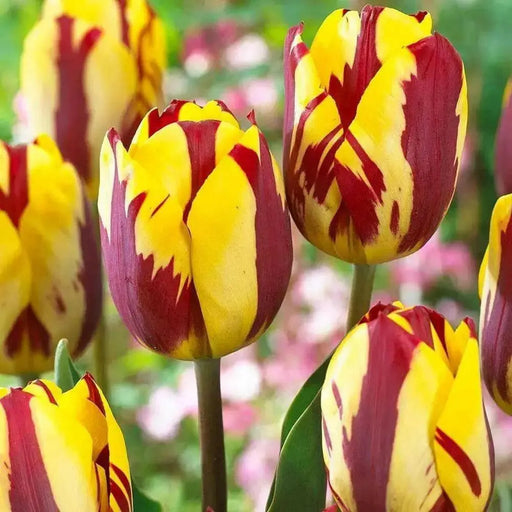 Tulip Helmar, TOP Sized 12cm+ bulbs , NOW SHIPPING ! - Caribbean garden seed