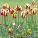 Tulip Helmar, TOP Sized 12cm+ bulbs , NOW SHIPPING ! - Caribbean garden seed