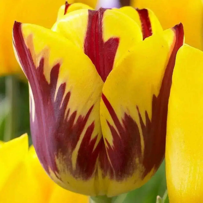 Tulip Helmar, TOP Sized 12cm+ bulbs , NOW SHIPPING ! - Caribbean garden seed