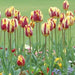 Tulip Helmar, TOP Sized 12cm+ bulbs , NOW SHIPPING ! - Caribbean garden seed