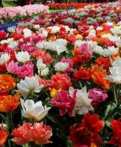 Tulip double MIXTURE ( Bulbs) Blooming Spring ,12/+cm, - Caribbean garden seed