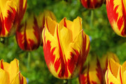 Tulip Helmar, TOP Sized 12cm+ bulbs , NOW SHIPPING ! - Caribbean garden seed