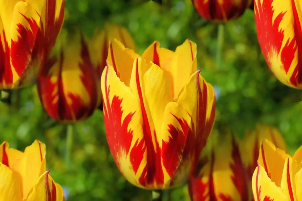 Tulip Helmar, TOP Sized 12cm+ bulbs , NOW SHIPPING ! - Caribbean garden seed