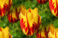 Tulip Helmar, TOP Sized 12cm+ bulbs , NOW SHIPPING ! - Caribbean garden seed