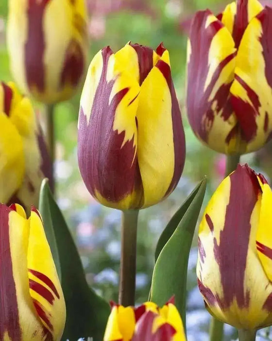 Tulip Helmar, TOP Sized 12cm+ bulbs , NOW SHIPPING ! - Caribbean garden seed