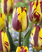 Tulip Helmar, TOP Sized 12cm+ bulbs , NOW SHIPPING ! - Caribbean garden seed