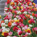 Tulip double MIXTURE ( Bulbs) Blooming Spring ,12/+cm, - Caribbean garden seed