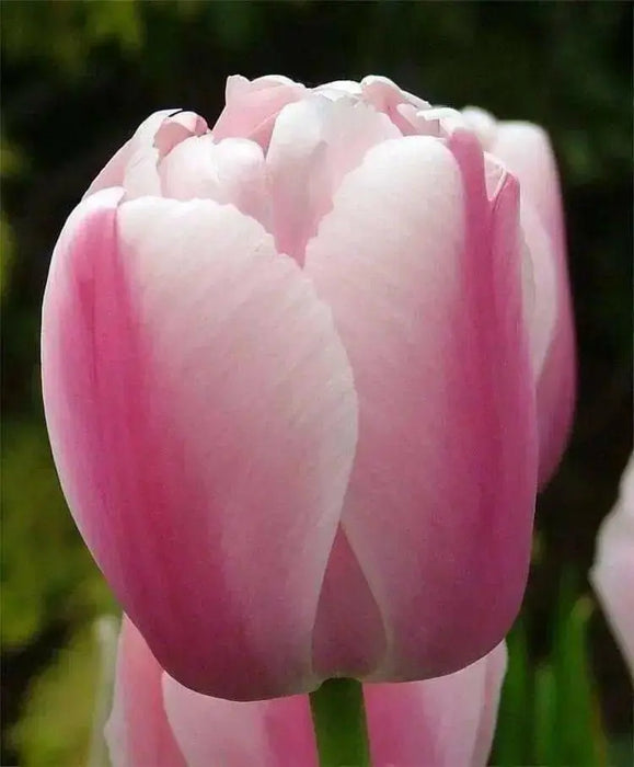 TULIP Ollioules Bulbs ,long stems.beds,landscaping ,Cut Flowers.