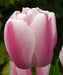 TULIP Ollioules Bulbs ,long stems.beds,landscaping ,Cut Flowers.