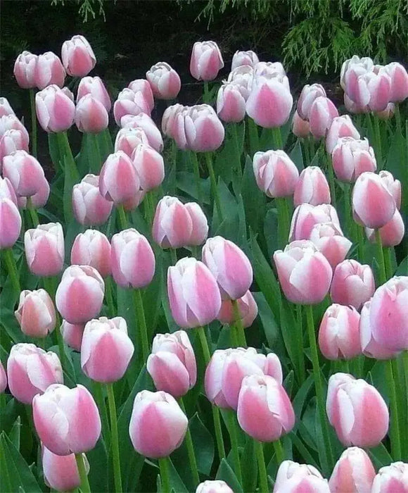 TULIP Ollioules Bulbs ,long stems.beds,landscaping ,Cut Flowers.
