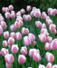 TULIP Ollioules Bulbs ,long stems.beds,landscaping ,Cut Flowers.