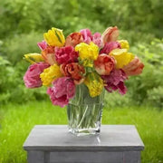 Tulip Parrot, Soft Spring Mix,12/+cm, - Caribbean garden seed