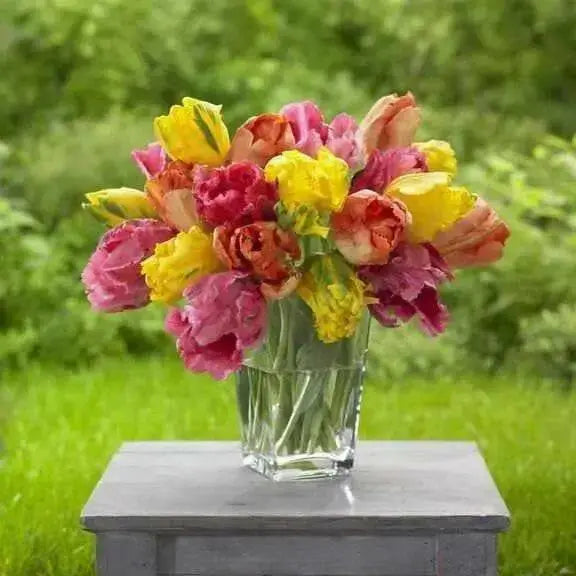 Tulip Parrot, Soft Spring Mix,12/+cm, - Caribbean garden seed