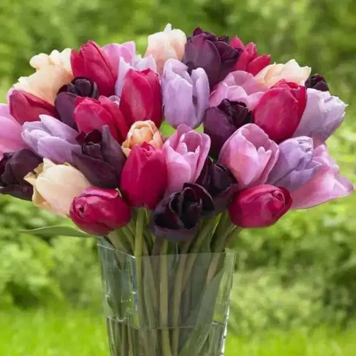 Tulip Purple Lady Mix (Bulbs) FALL PLANTING - Caribbean garden seed