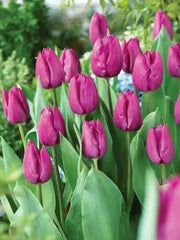 Tulip Purple Prince ( Bulbs Size 12/+cm) Single, Late Season Bloom - Caribbean garden seed