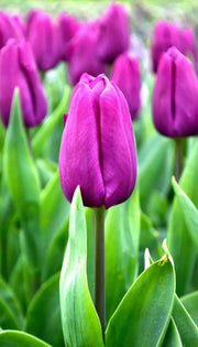 Tulip Purple Prince ( Bulbs Size 12/+cm) Single, Late Season Bloom - Caribbean garden seed