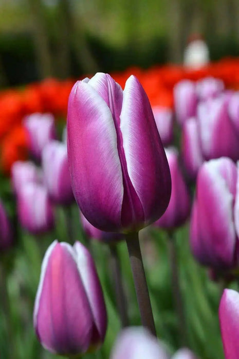 Tulip Purple Rain  ( Bulbs) Bloom Spring, fall planting - Caribbean garden seed