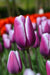 Tulip Purple Rain  ( Bulbs) Bloom Spring, fall planting - Caribbean garden seed