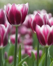 Tulip Purple Rain  ( Bulbs) Bloom Spring, fall planting - Caribbean garden seed