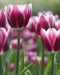 Tulip Purple Rain  ( Bulbs) Bloom Spring, fall planting - Caribbean garden seed