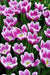 Tulip Purple Rain  ( Bulbs) Bloom Spring, fall planting - Caribbean garden seed
